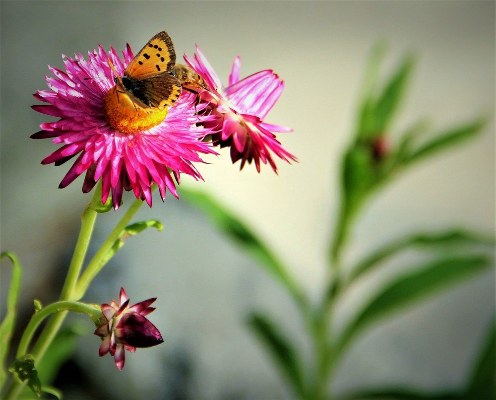 Photograph by Антонина Владимировна Завальнюк