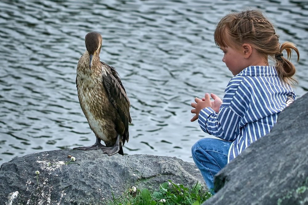 Девочка и баклан