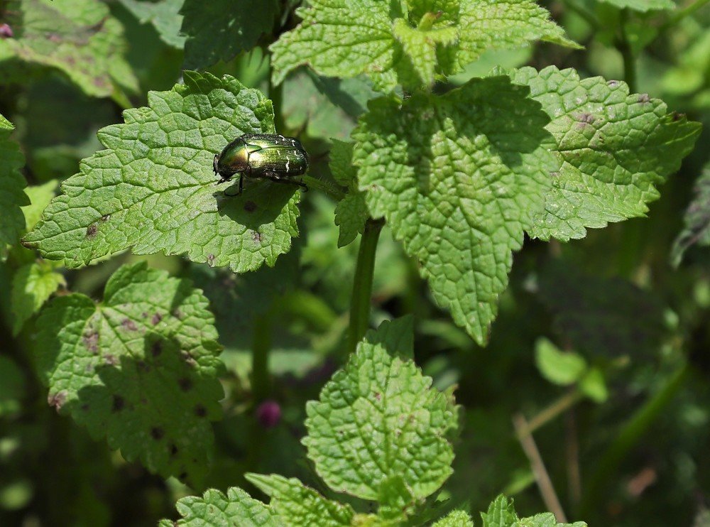 Photograph by Андрей Телибаев