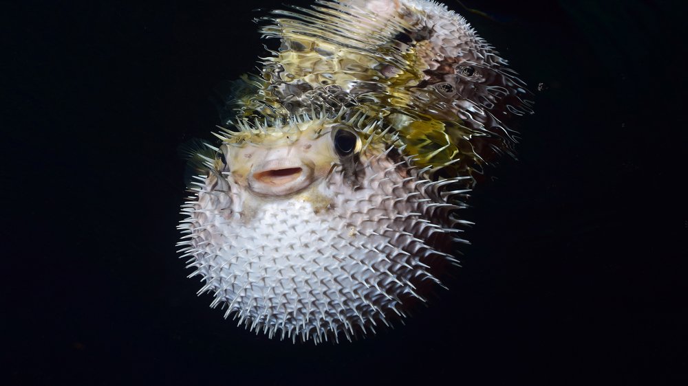 Photograph by Marco Ricciardi Tenore