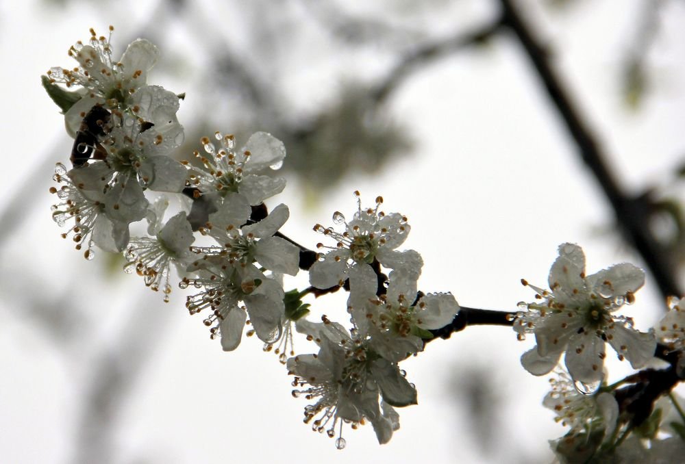 Photograph by Антонина Владимировна Завальнюк