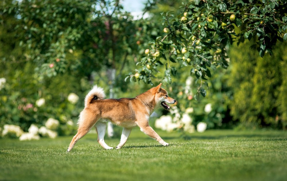 Яблочный пес