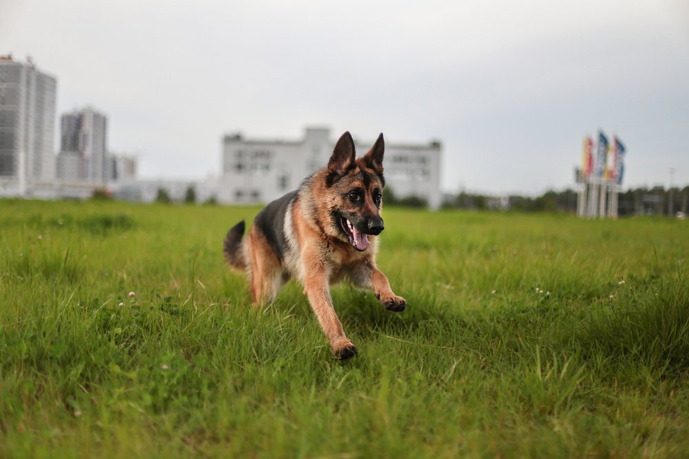 Photograph by ЕВГЕНИЙ СКАЛОЗУБОВ