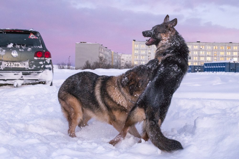 Photograph by ЕВГЕНИЙ СКАЛОЗУБОВ