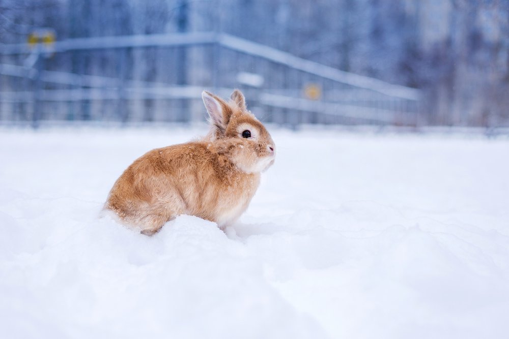 Photograph by Svetlana  Palaychuk