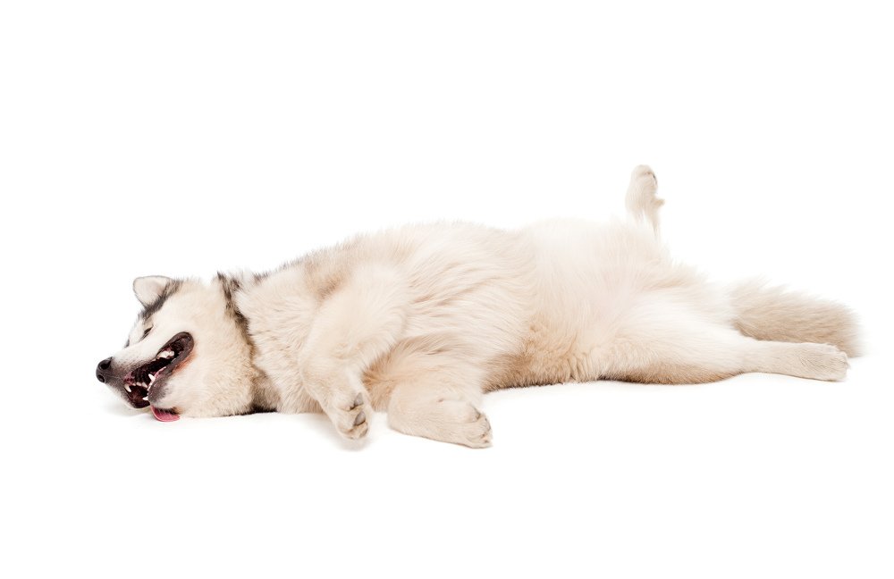 Photograph by Svetlana  Palaychuk