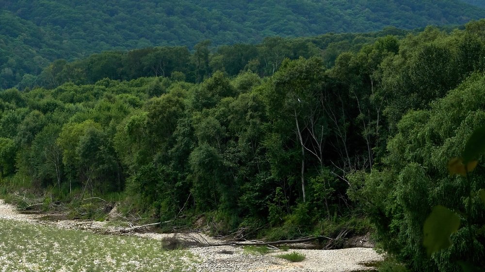 Цапля на фоне леса.