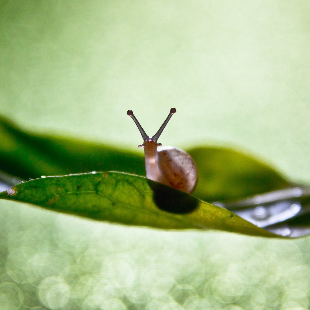 Photograph by Алла Семенова