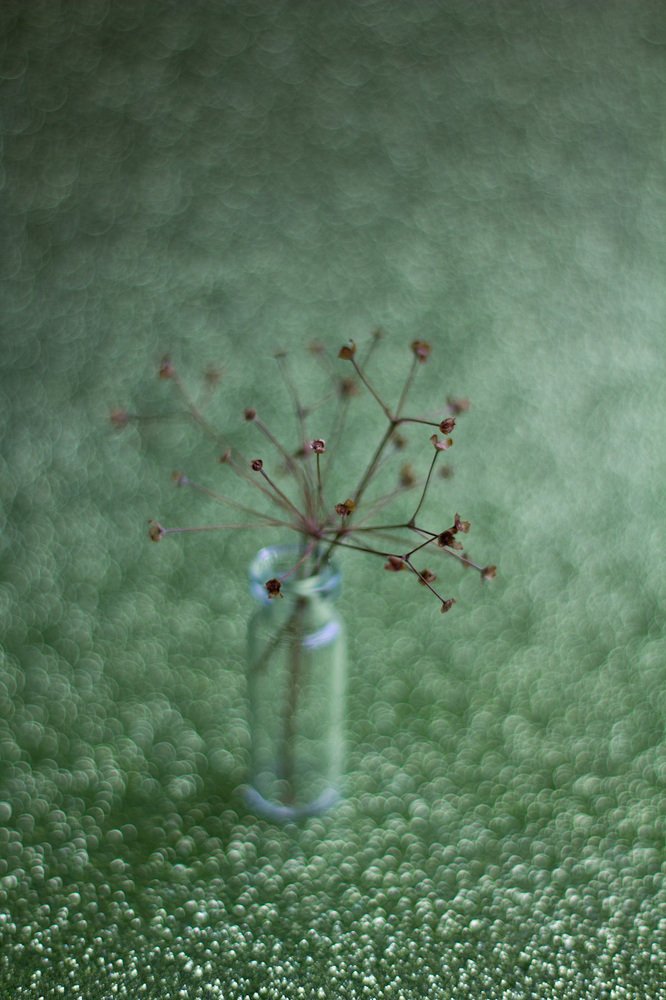 Photograph by Алла Семенова