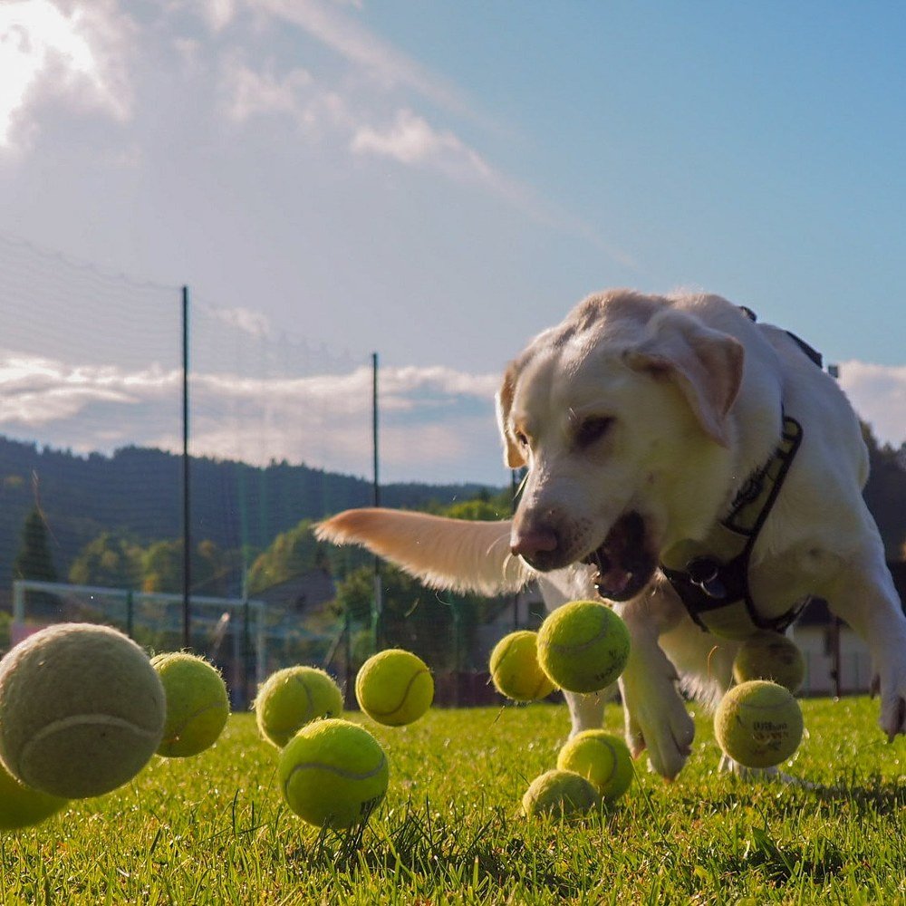 Photograph by Petr Kočica