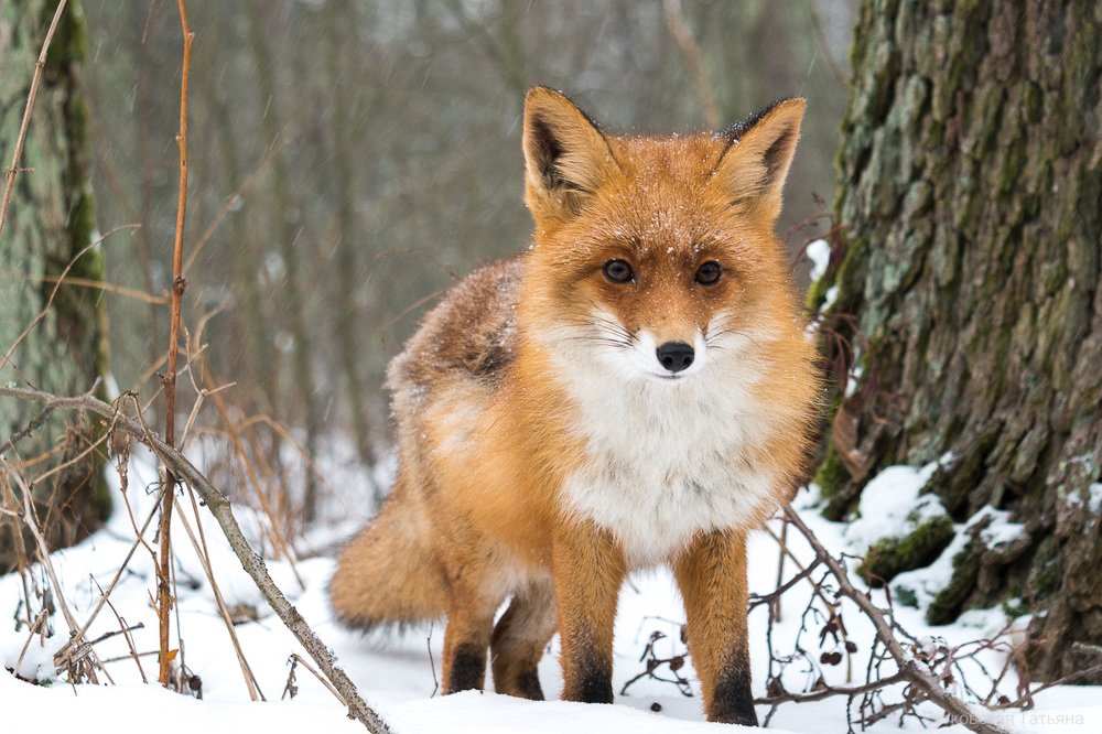 Photograph by Татьяна Рутковская