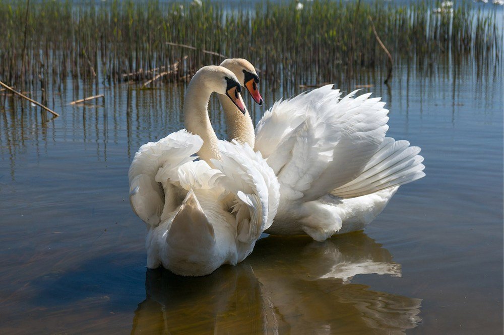 Брачный танец