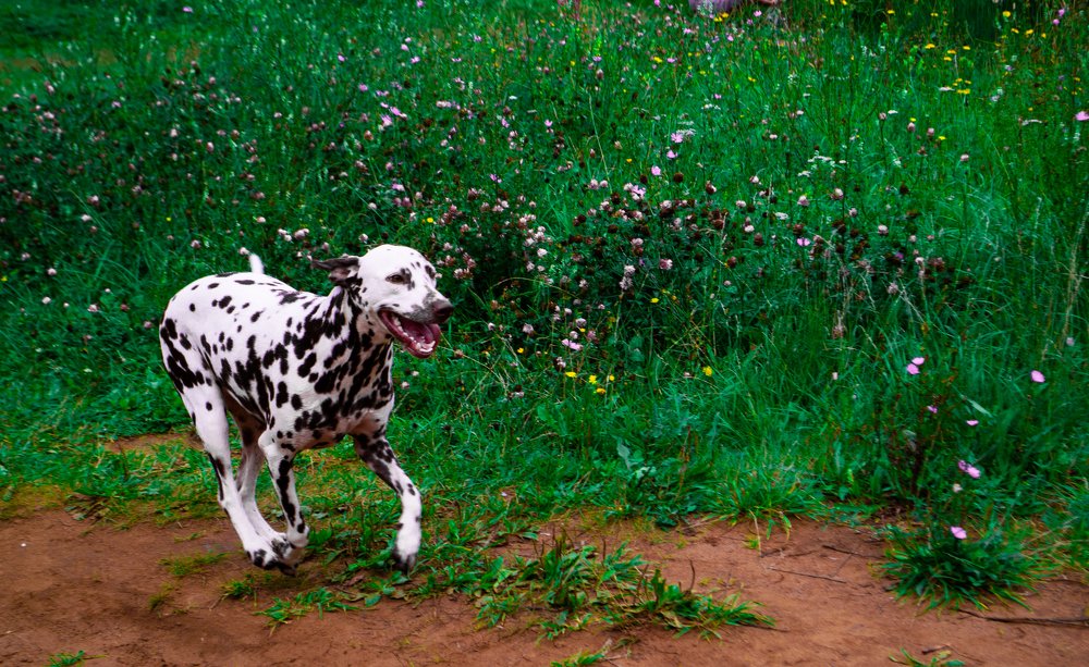 Photograph by anna ibraeva