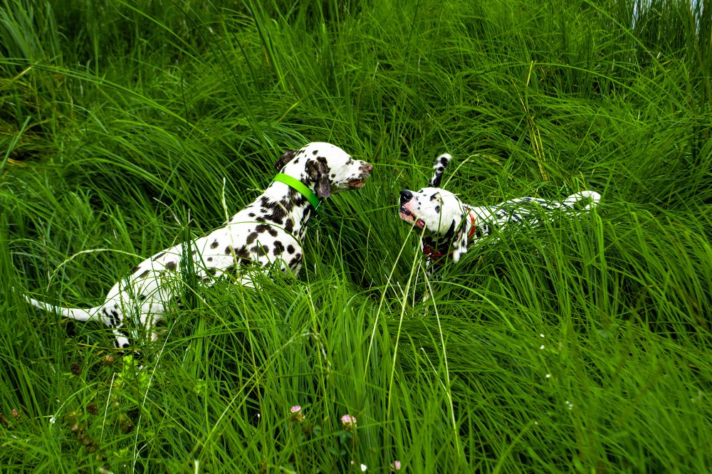 Photograph by anna ibraeva