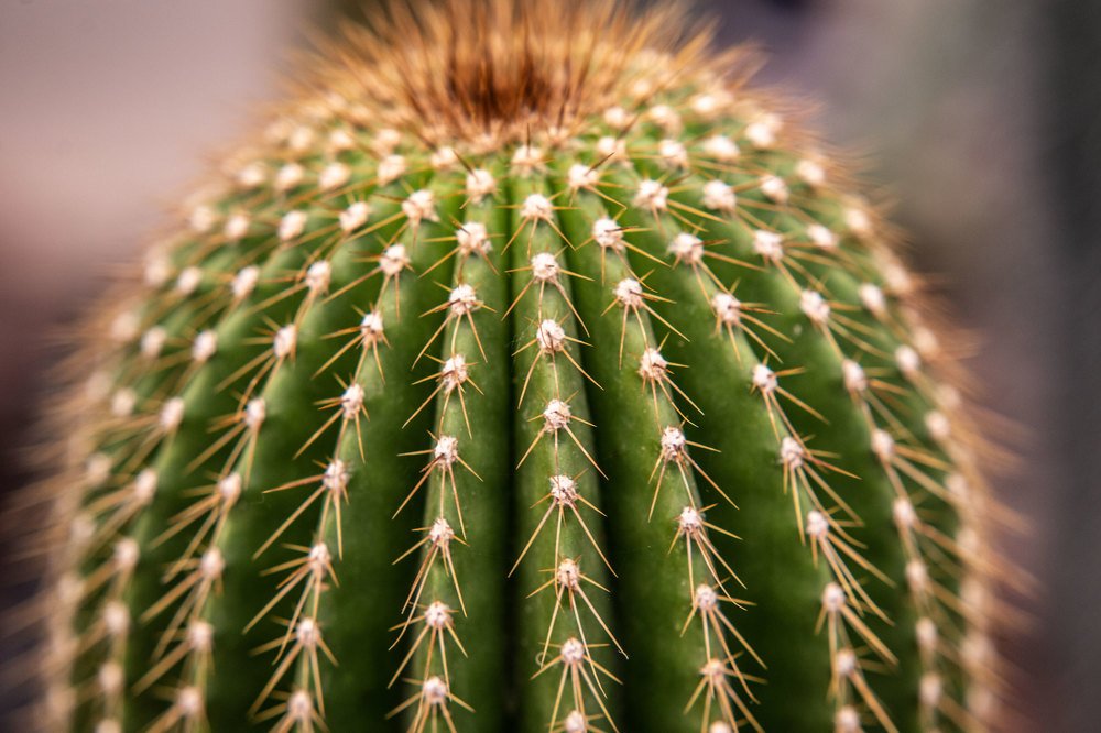 Фотография автора Анна Абрамова