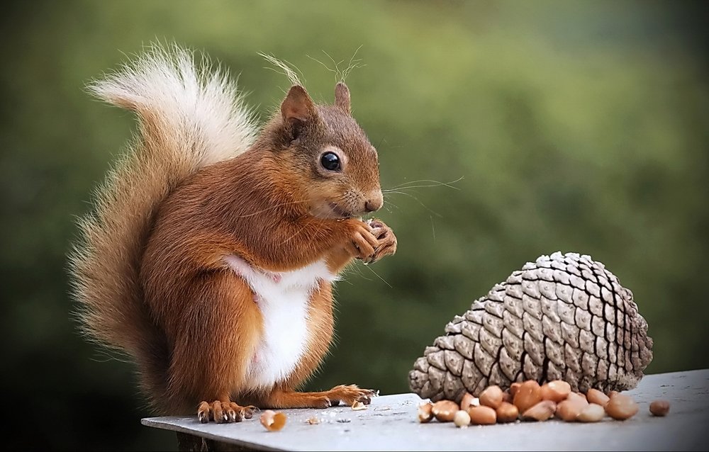 Белочка с шишкой