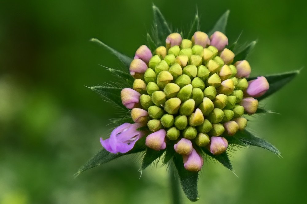 Photograph by Peter Pochyly