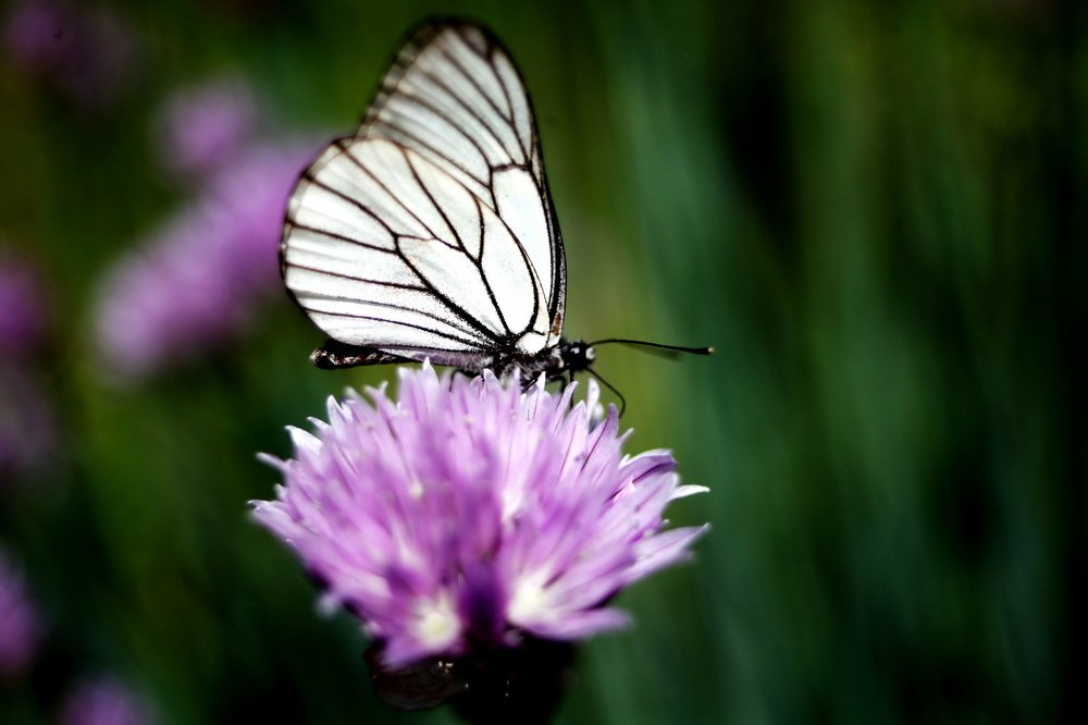 Photograph by Анатолий