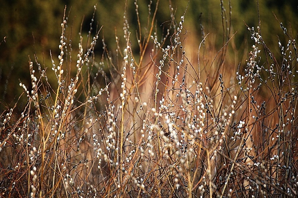 Photograph by Анатолий