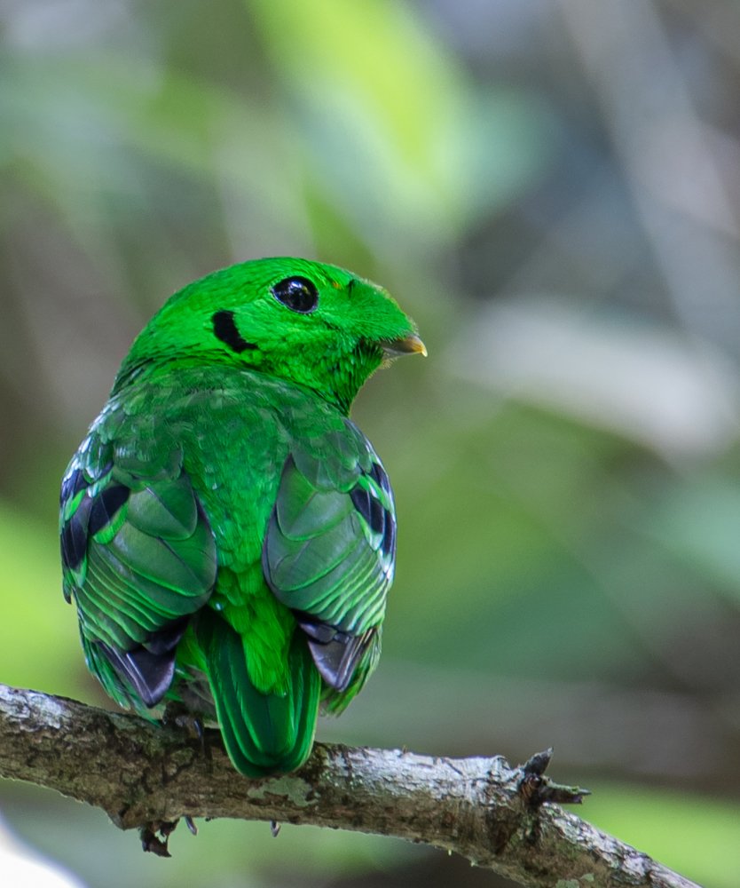 Green Broadbill