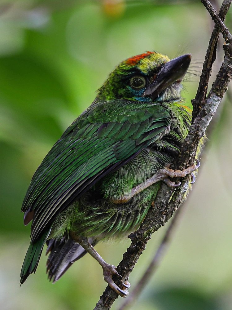 Red Throated Barbet