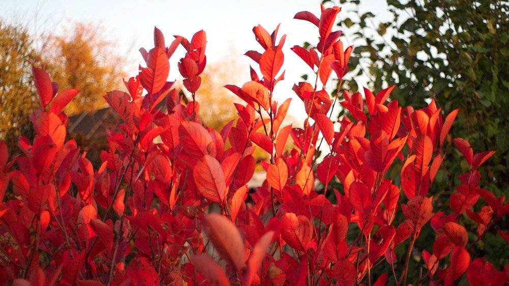 Photograph by Елена Трапезникова