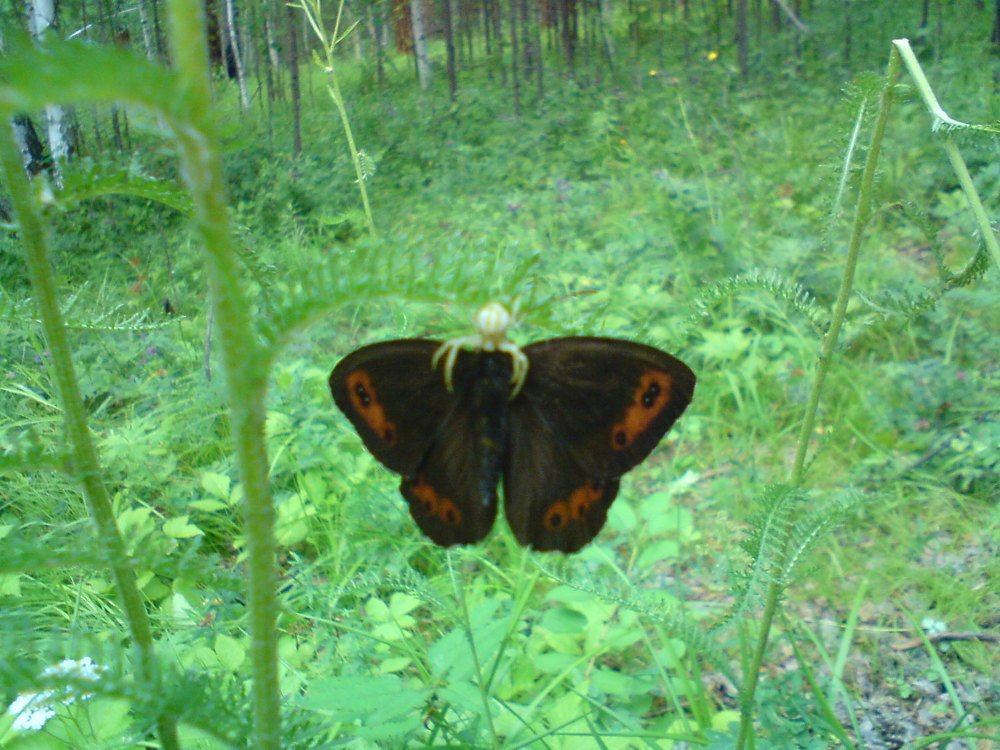 Photograph by Галина Радчук