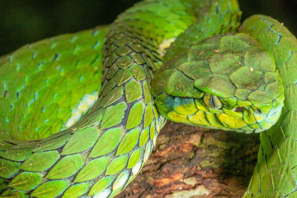 Large Scaled Pit Viper