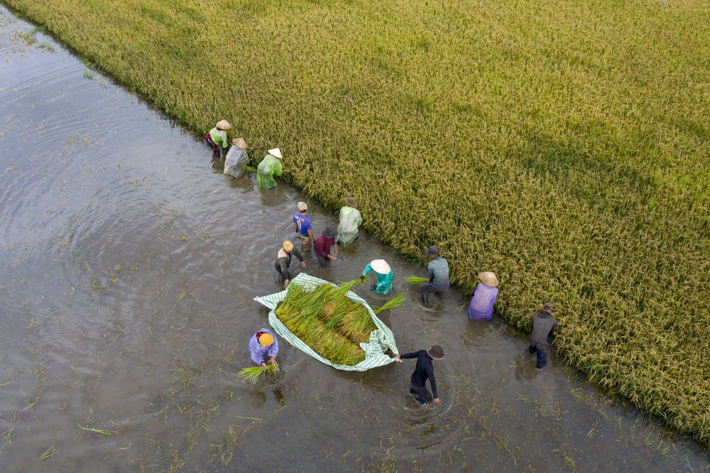 Harvesting on the plateau