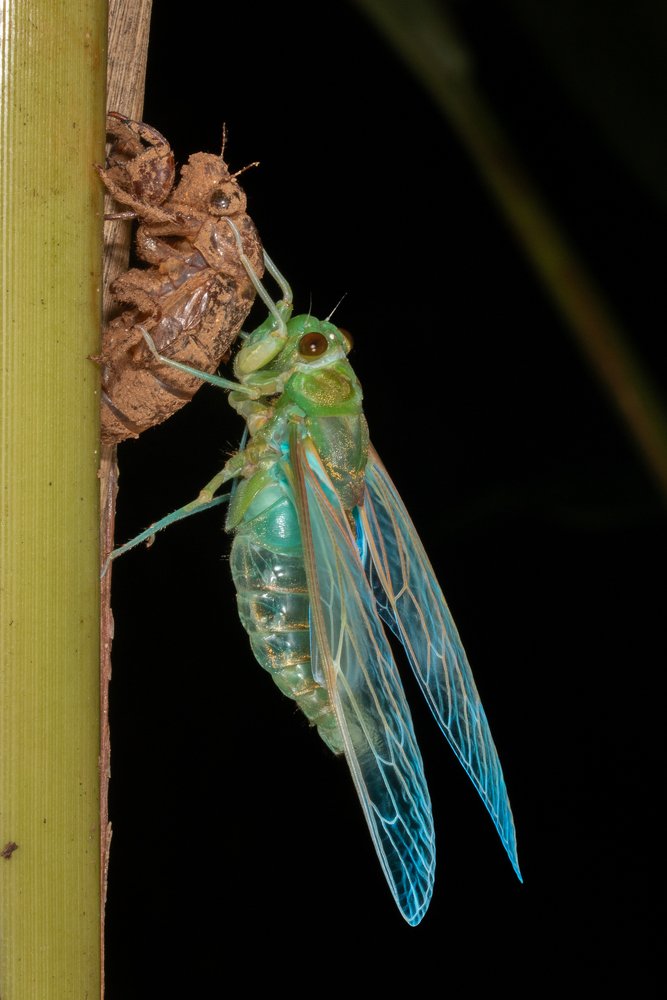 Freshly emerged Chicada from it's moult