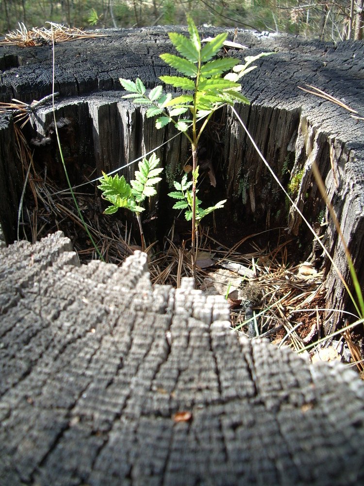 Photograph by Галина Радчук