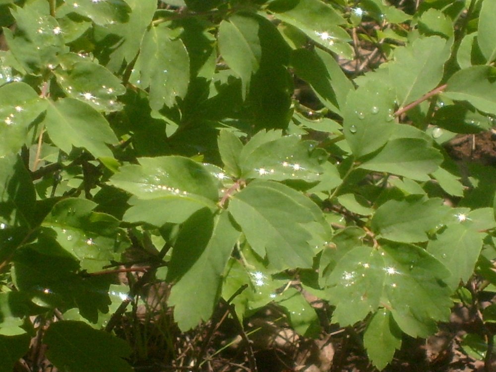 Photograph by Галина Радчук