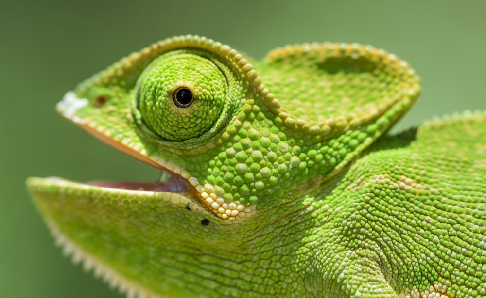 Photograph by Dinesh