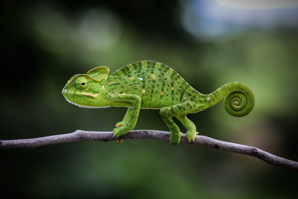 Photograph by Dinesh