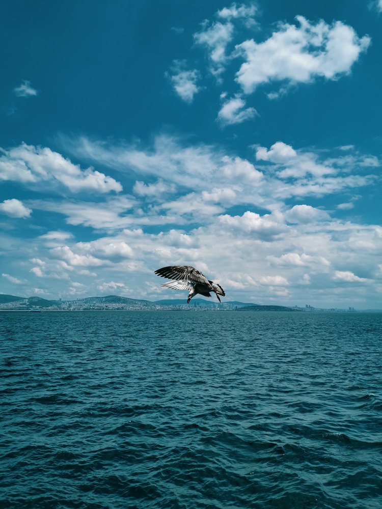 Bird over the sea