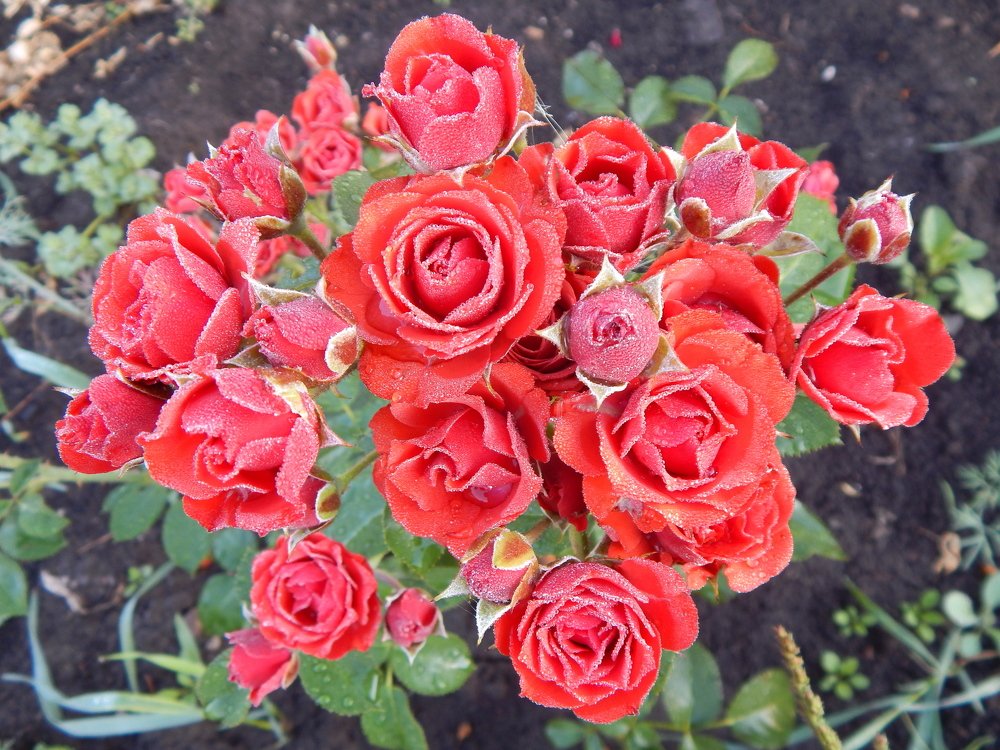 Розовый букет.