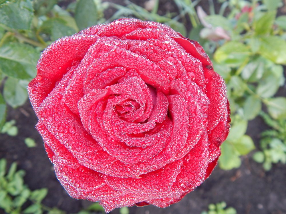 Королева сада.-2