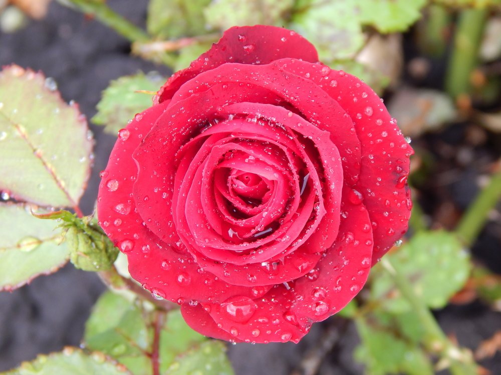 Королева сада.