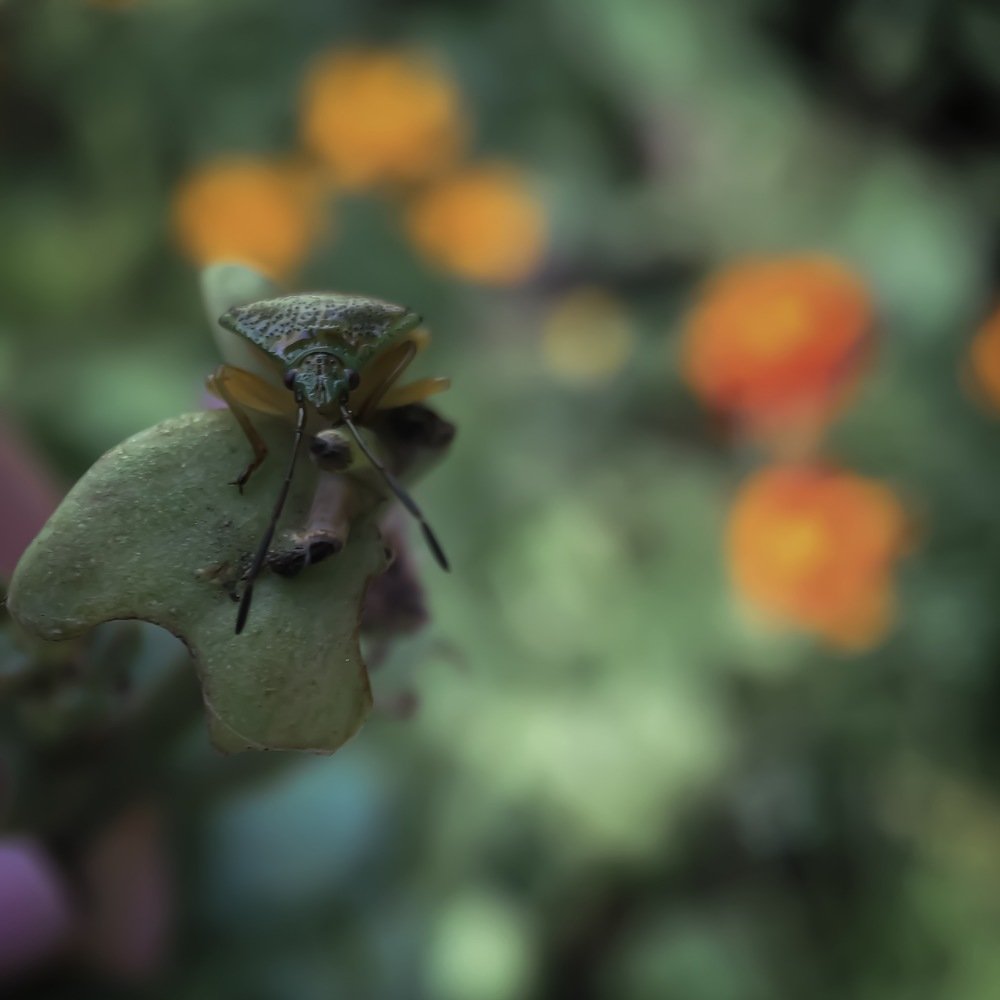 Photograph by Кристина Ковальчук