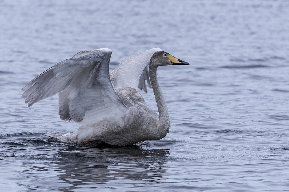 Лебединая йога