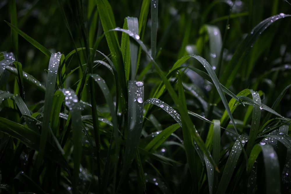 Photograph by Елена Сураева