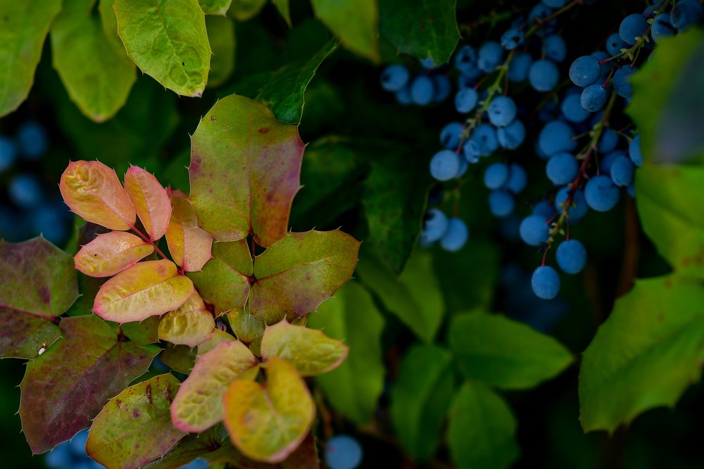 Photograph by Анастасия Донская