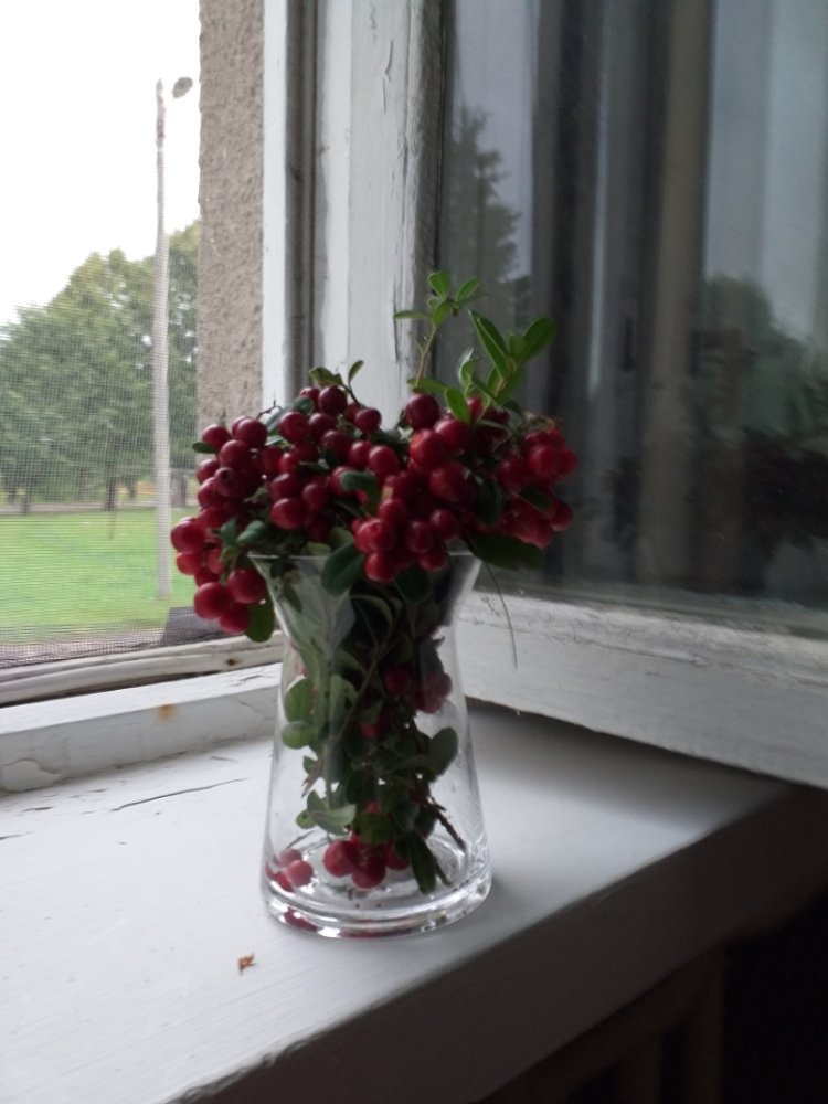 Брусничный натюрморт