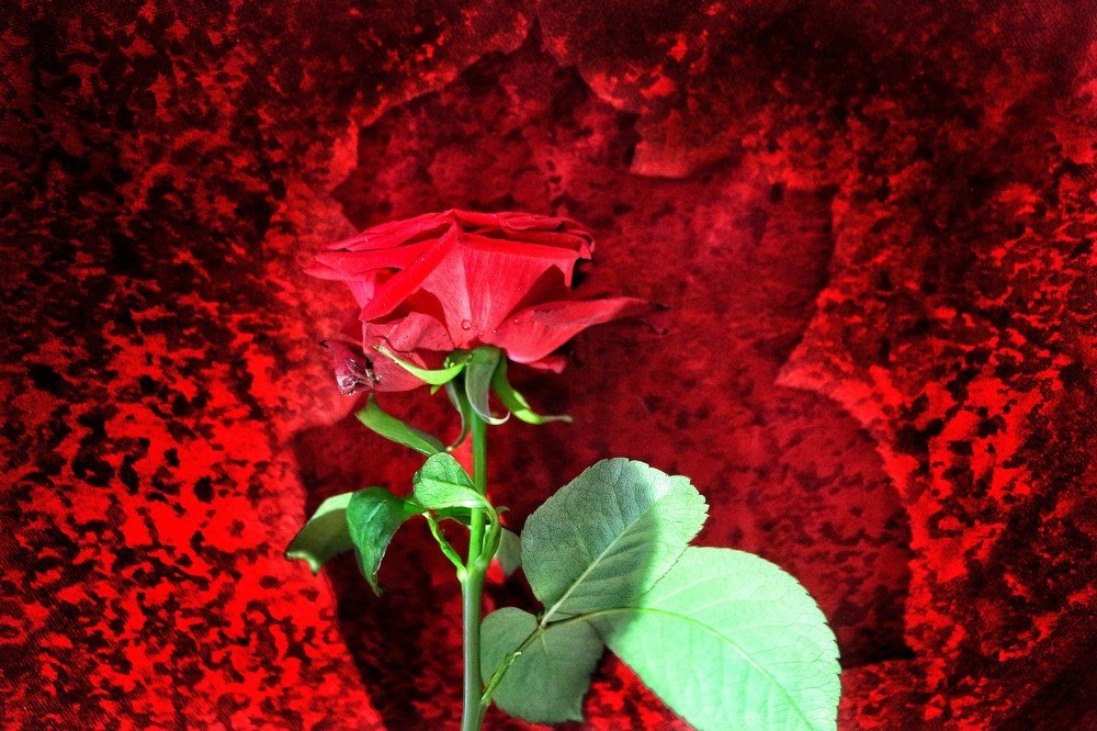 Photograph by Florentina-Adriana Vasilescu
