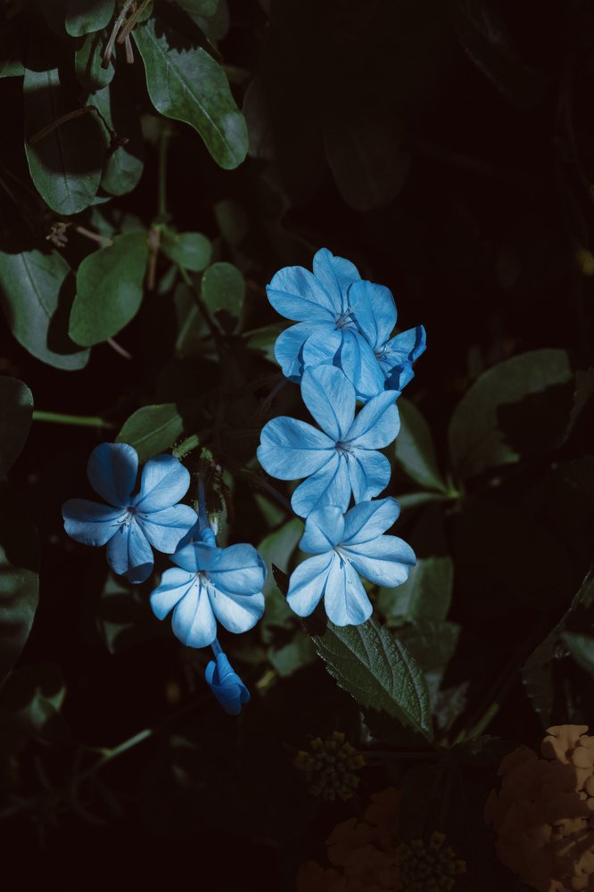 Photograph by Елена Неведицына