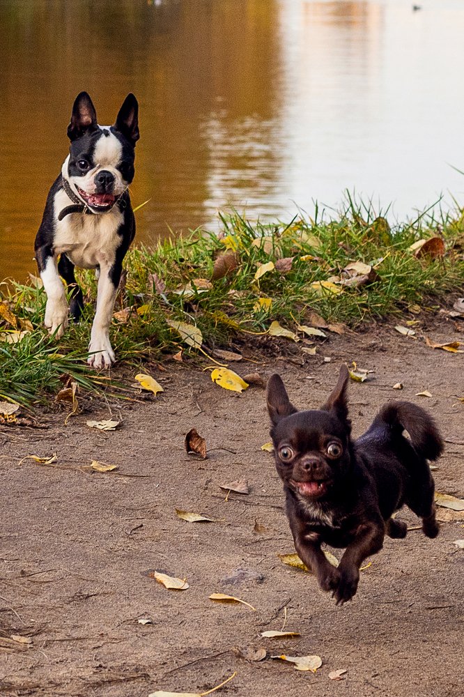 НЕ ДОГОНИШЬ