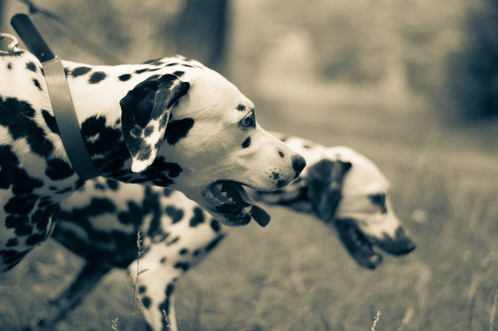 Photograph by anna ibraeva