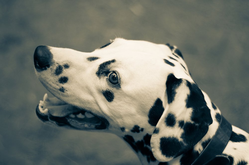 Photograph by anna ibraeva