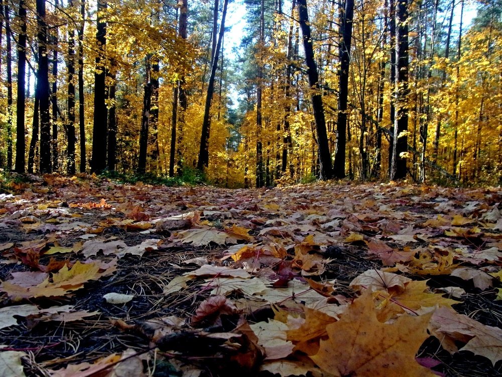 Photograph by леонид натапов