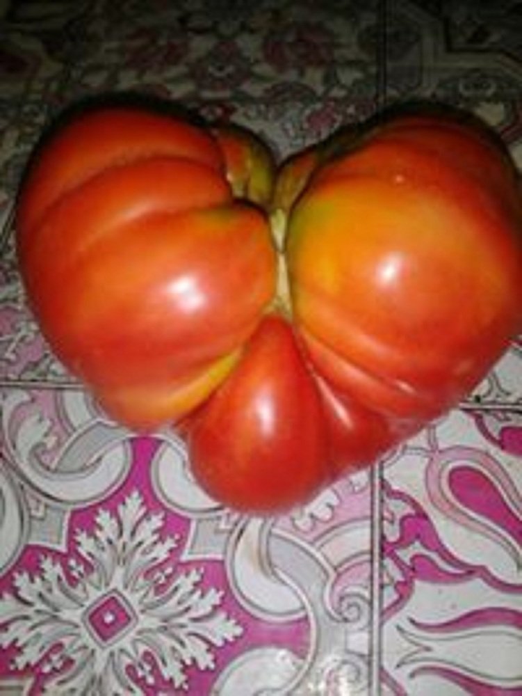 Фотография автора zivka ivanovic